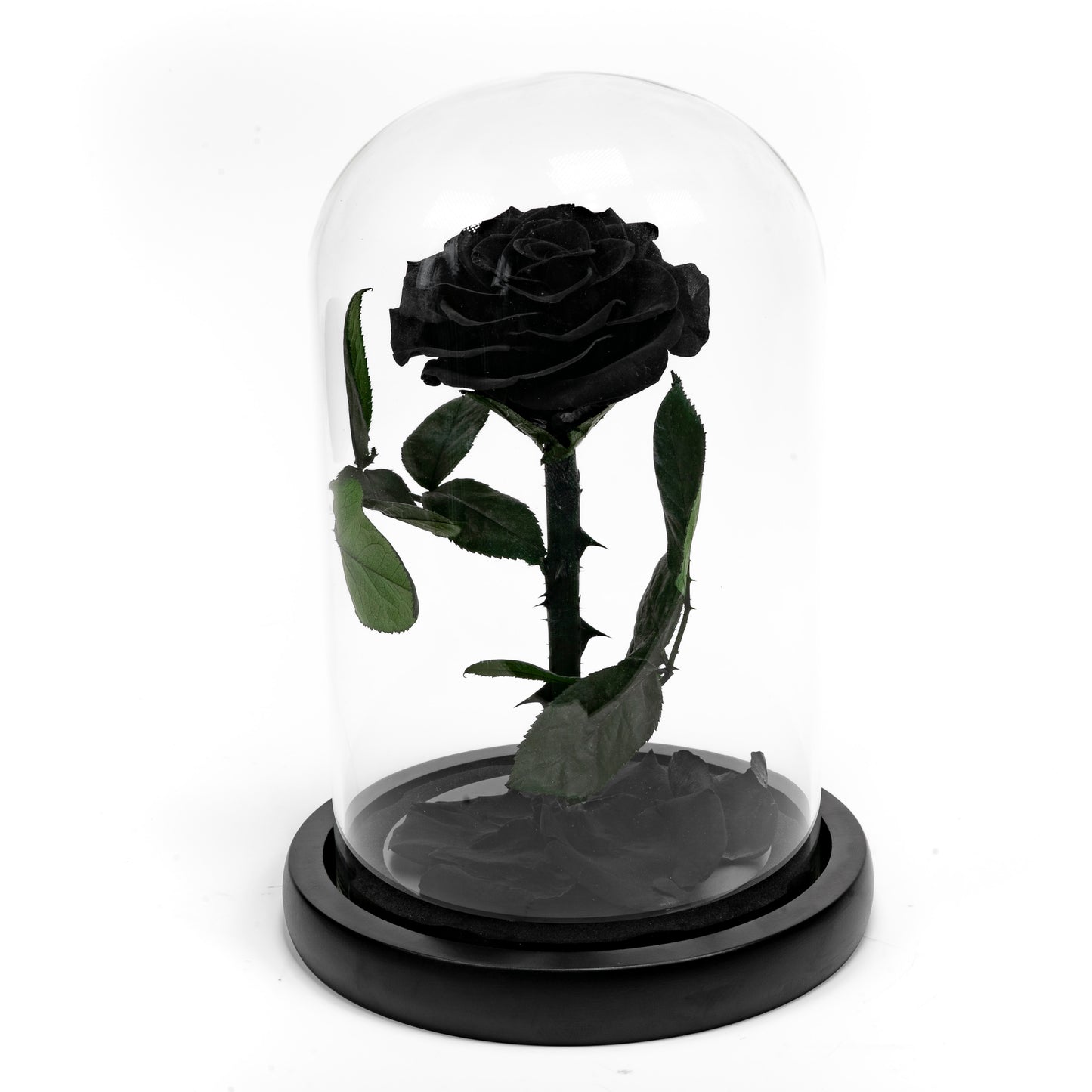 Black Preserved rose in glass dome - Beauty and the Beast inspired luxury eternal rose