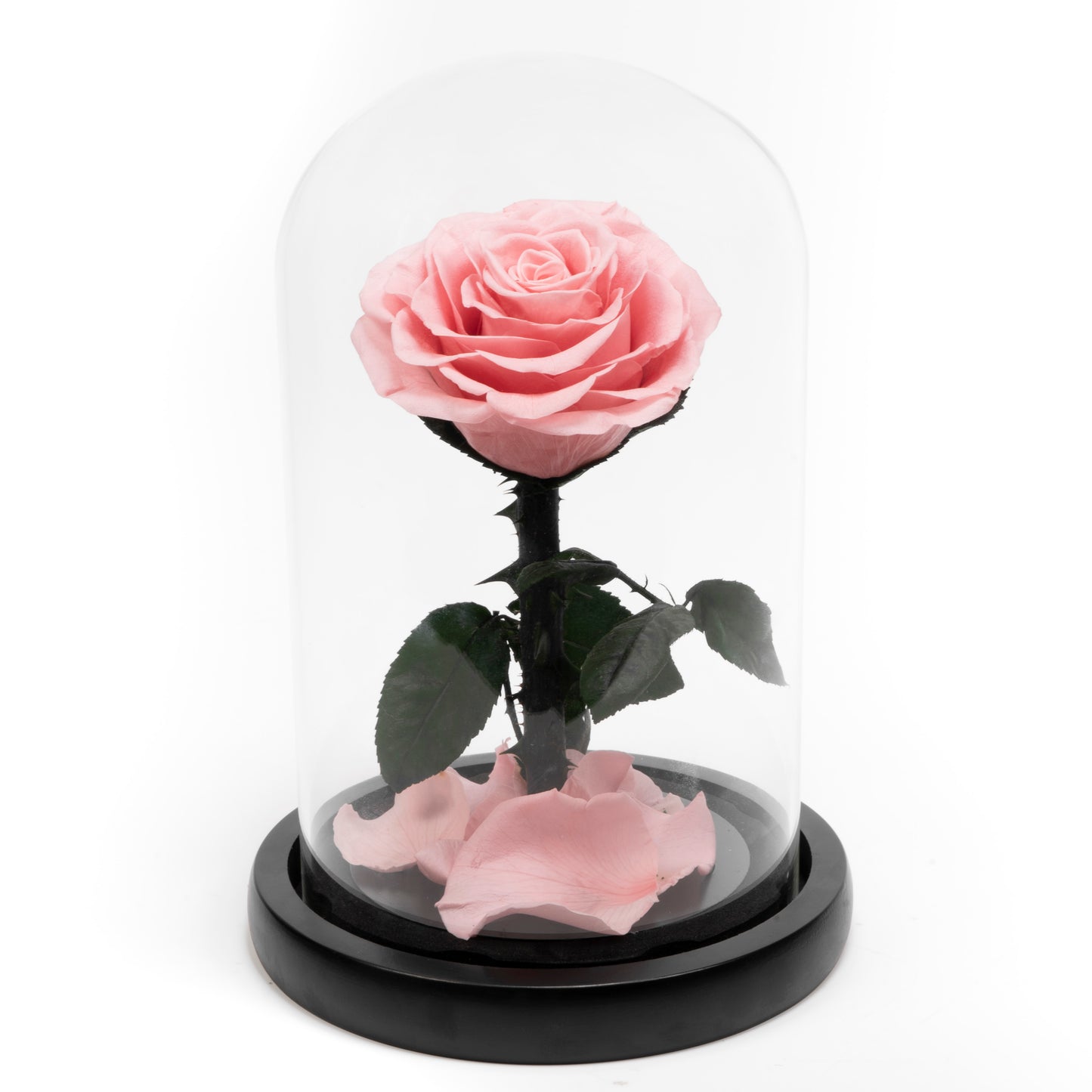 Pink Preserved rose in glass dome - Beauty and the Beast inspired luxury eternal rose