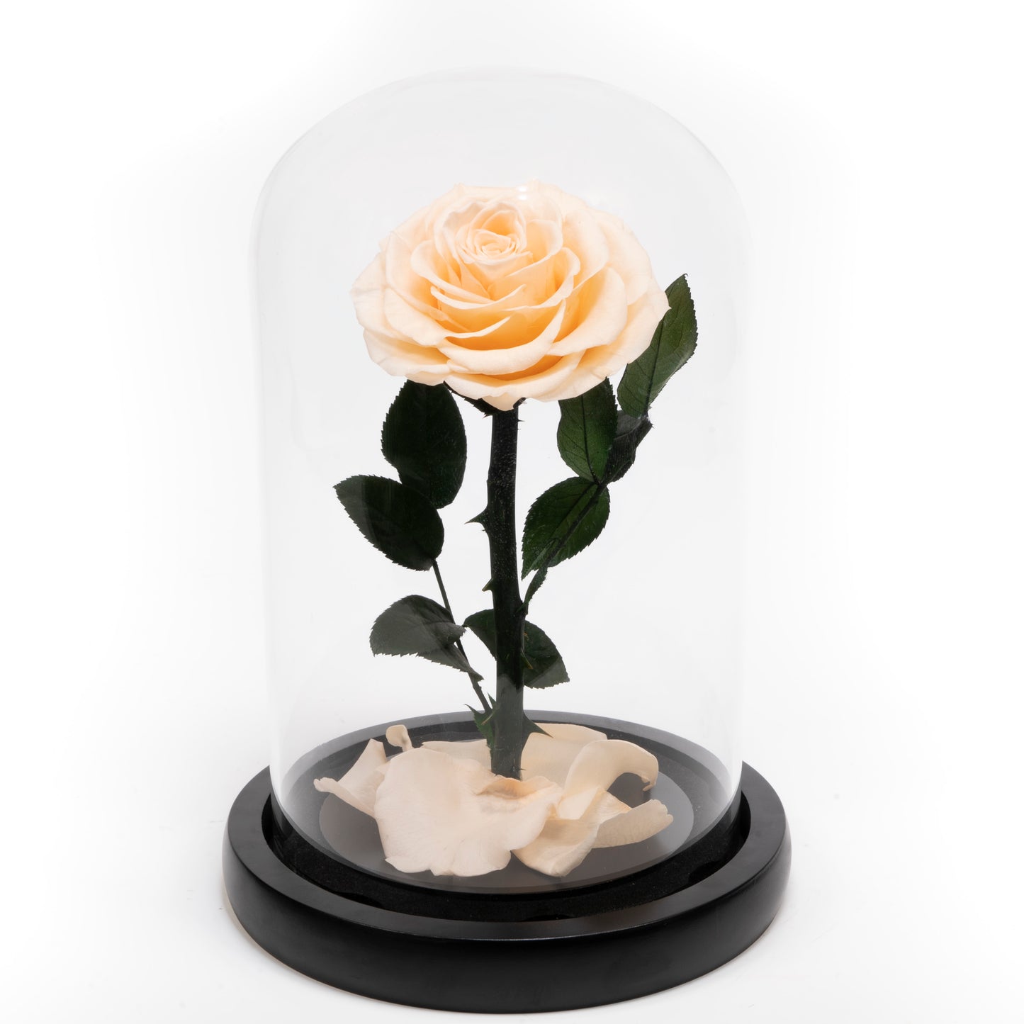 Cream White Preserved rose in glass dome - Beauty and the Beast inspired luxury eternal rose