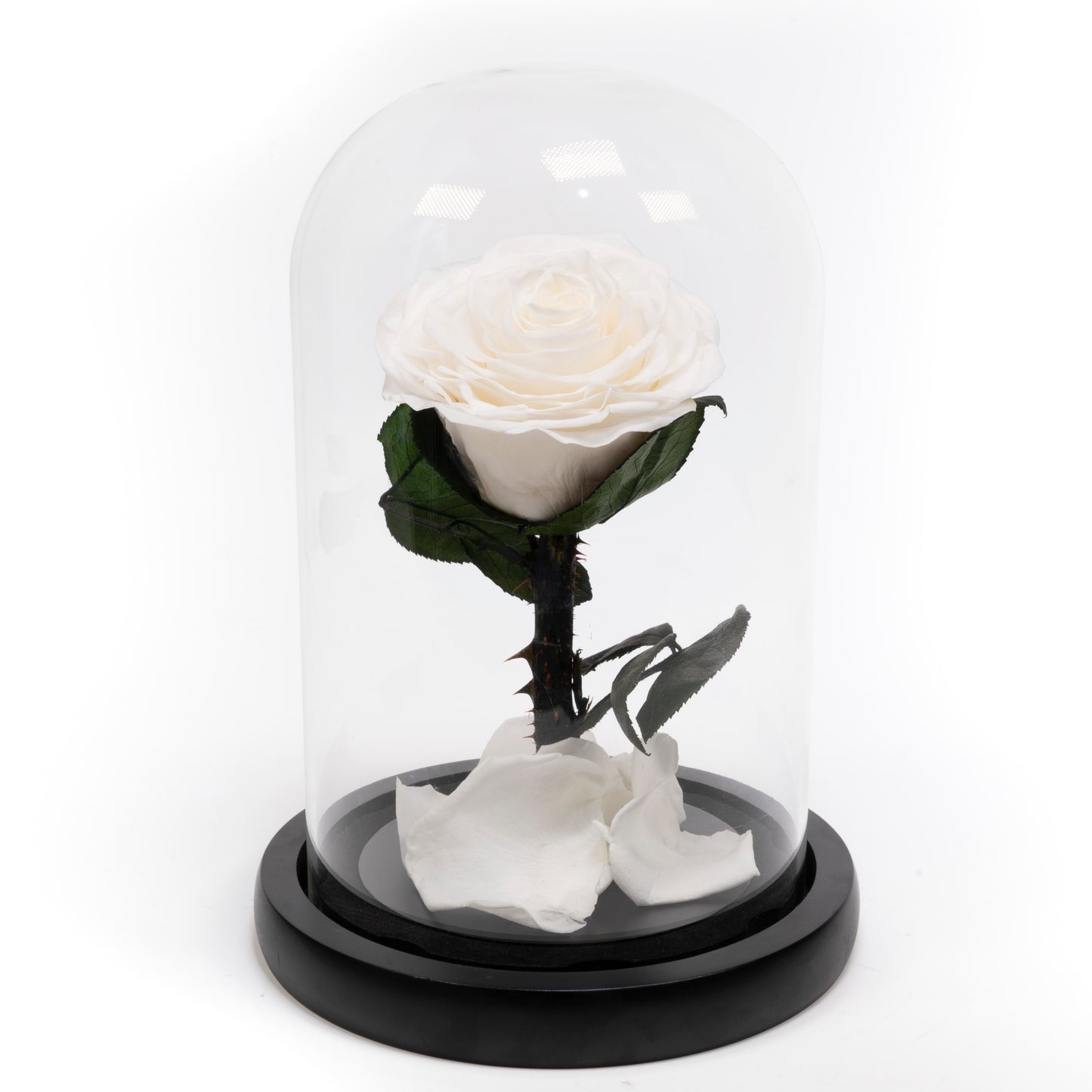 White Preserved rose in glass dome - Beauty and the Beast inspired luxury eternal rose